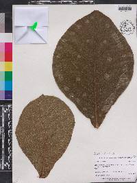 Tectona grandis image