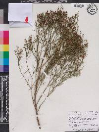 Baccharis angustifolia image