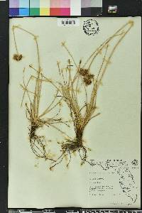 Fimbristylis cymosa image