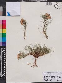 Edraianthus tenuifolius image