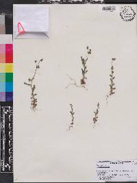 Campanula erinus image