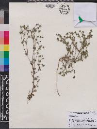 Campanula erinus image