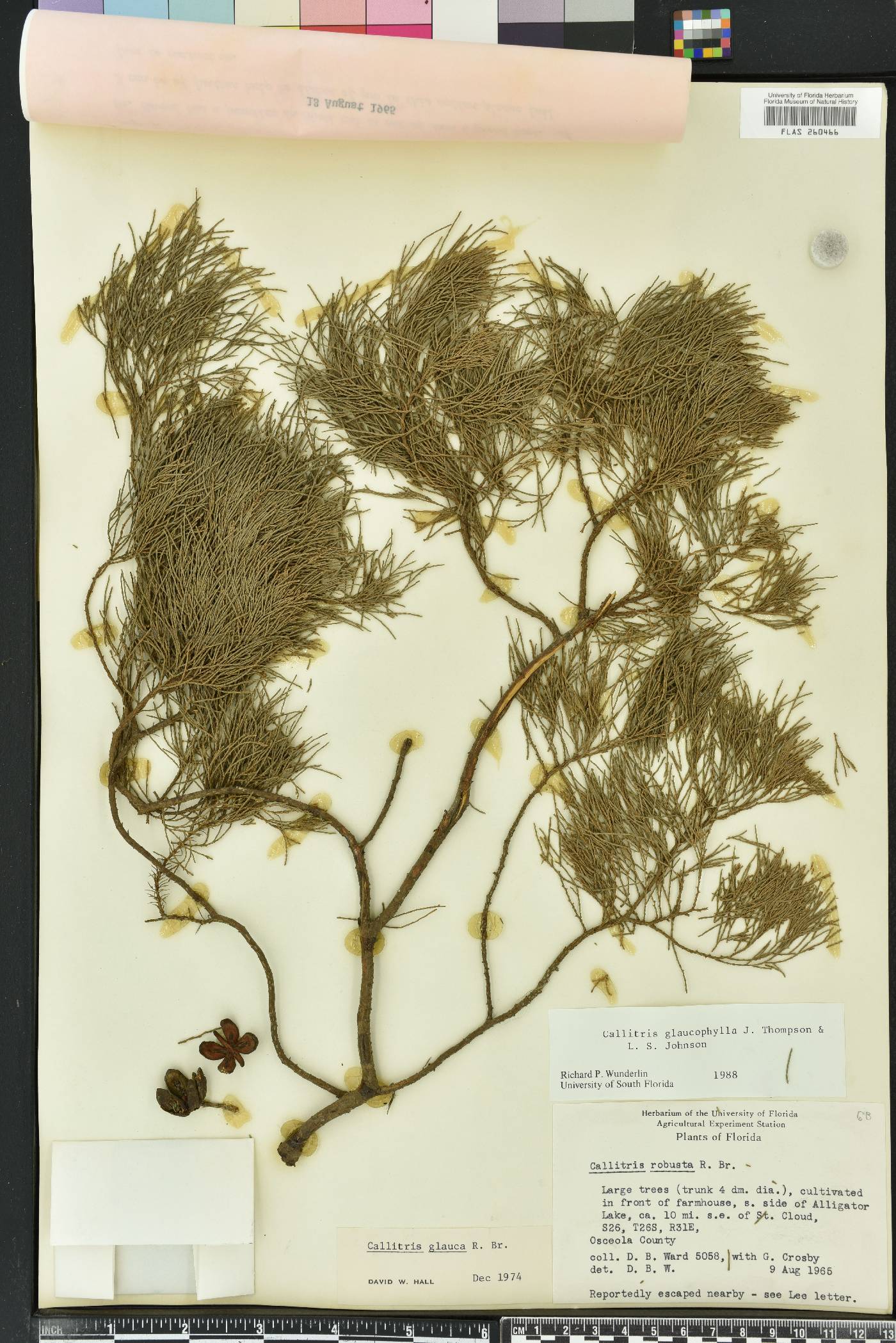 Callitris glaucophylla image