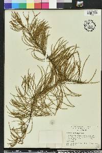 Taxodium ascendens image