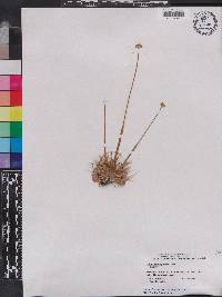 Eriocaulon compressum image