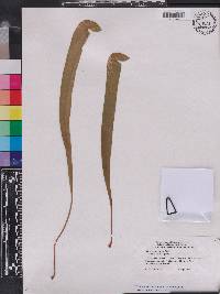 Sarracenia minor image