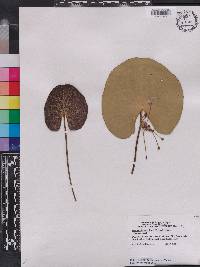 Nymphoides aquatica image