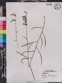 Lobelia glandulosa image