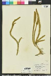 Lycopodiella alopecuroides image