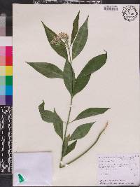 Asclepias perennis image