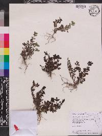 Mecardonia procumbens image