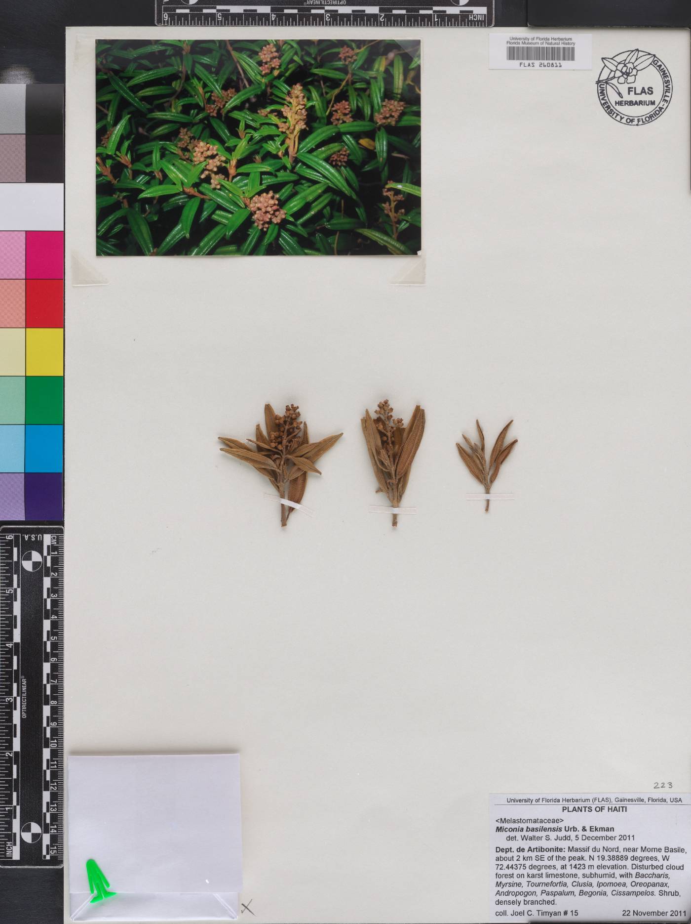 Miconia basilensis image