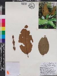 Miconia blancheana image