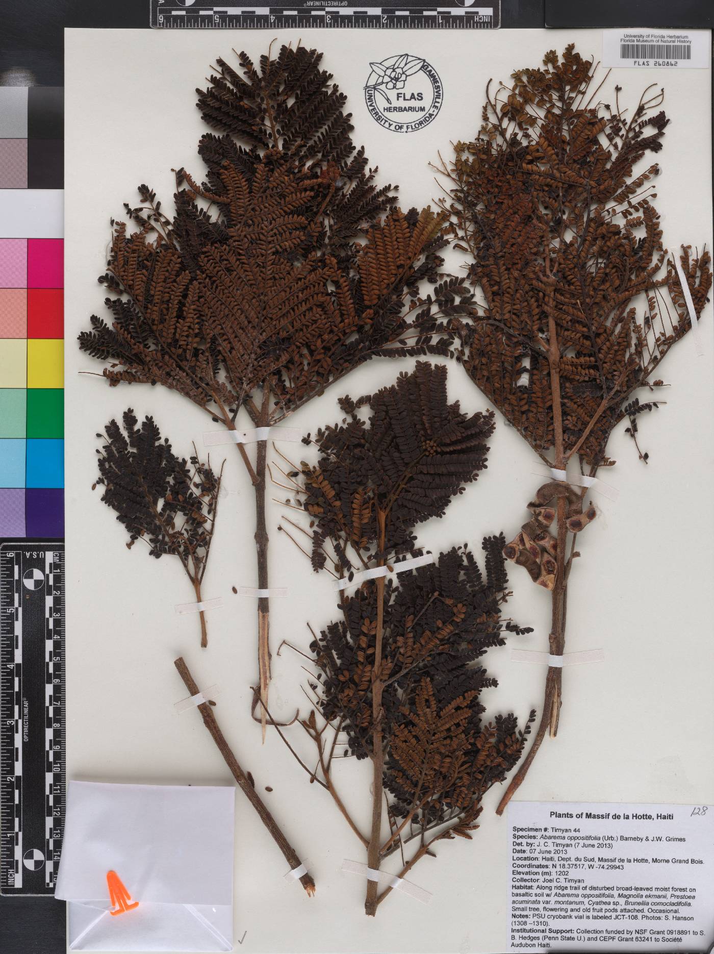 Abarema oppositifolia image