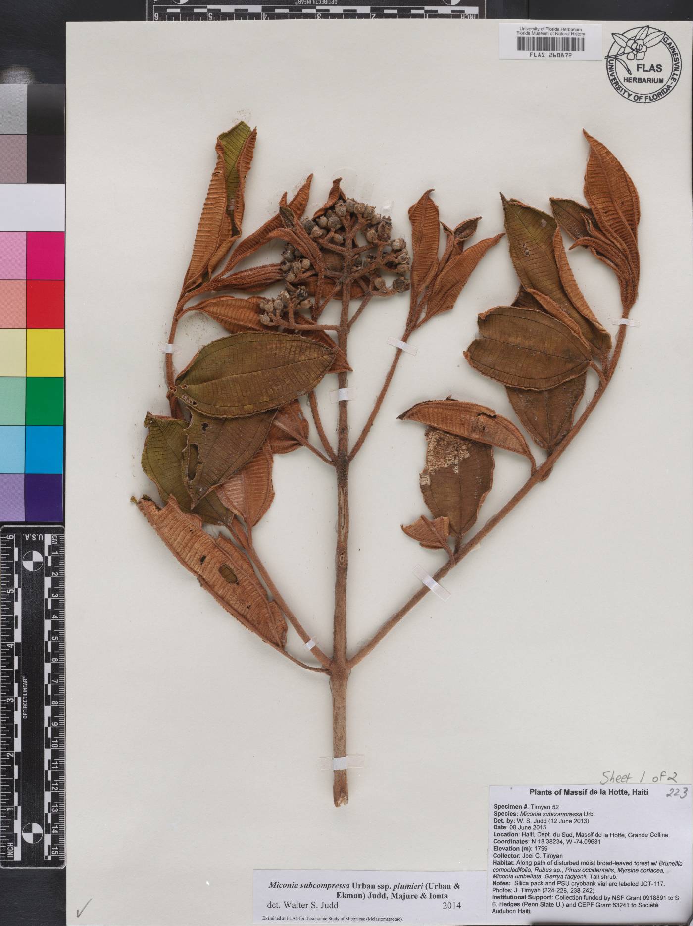 Miconia subcompressa subsp. plumieri image