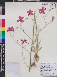 Sabatia grandiflora image