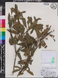 Myrica cerifera image