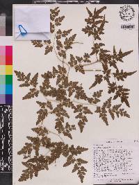 Lygodium japonicum image