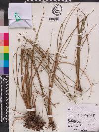 Juncus scirpoides image