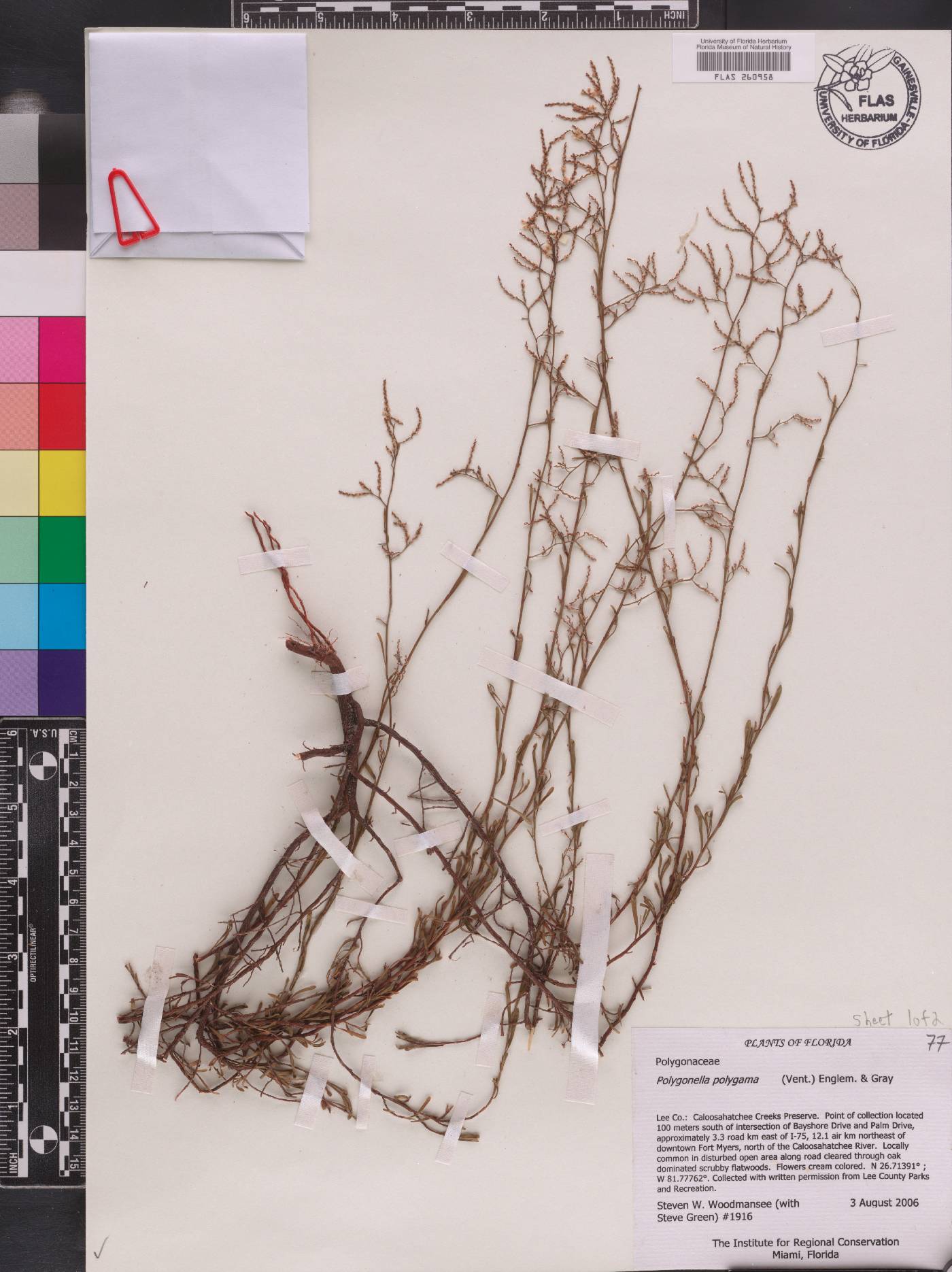 Polygonella brachystachya image