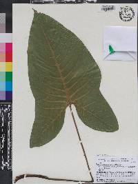 Caladium lindenii image