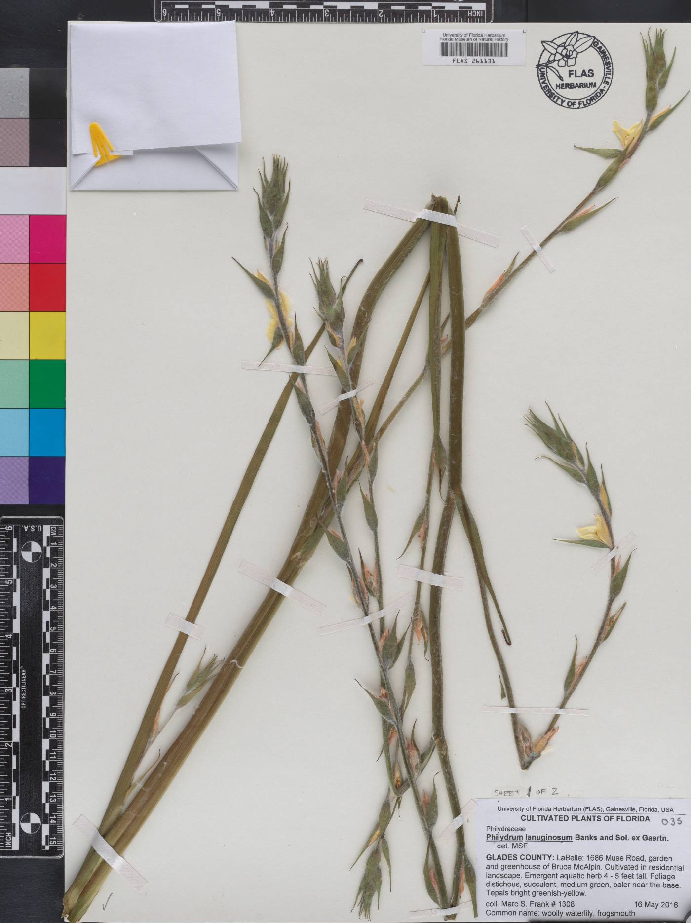 Philydraceae image