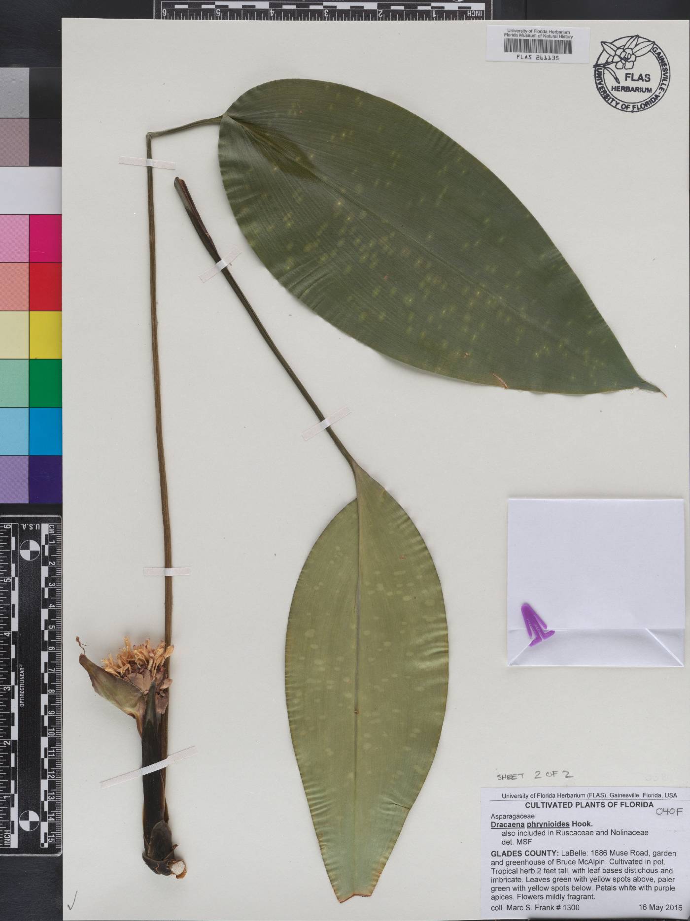 Dracaena phrynioides image