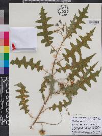 Solanum pyracanthos image