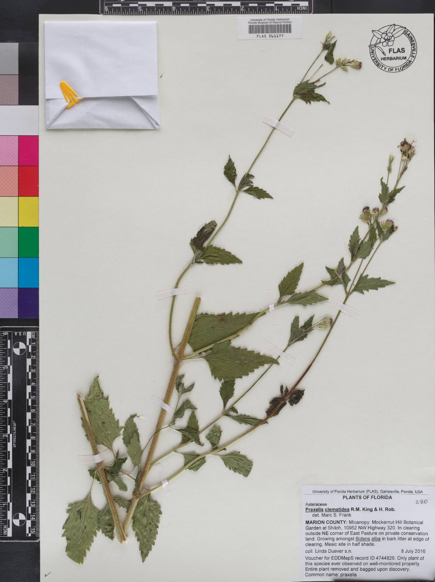 Praxelis clematidea image