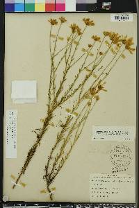 Balduina angustifolia image