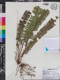 Nephrolepis exaltata image