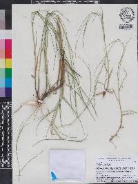 Panicum repens image