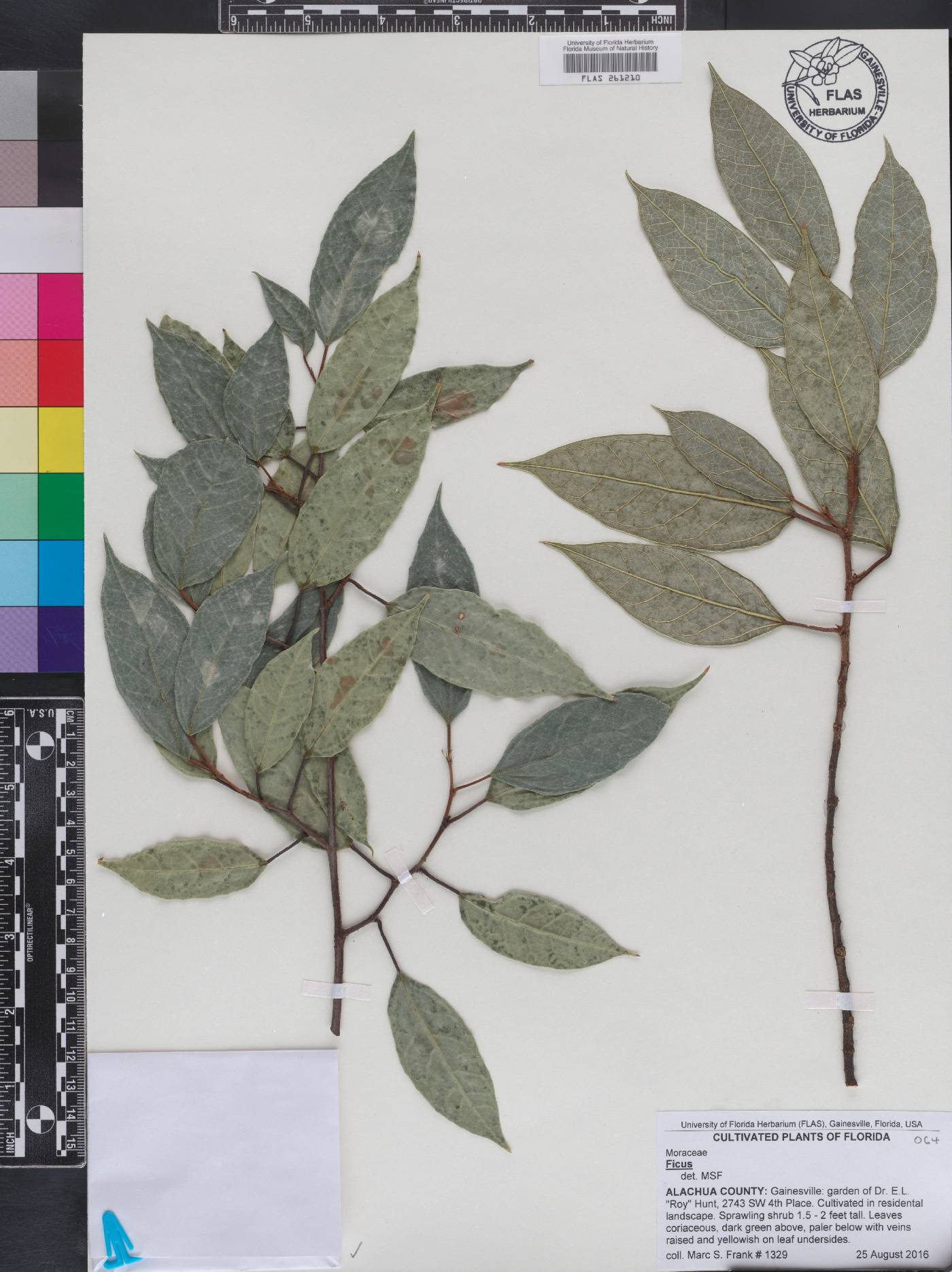 Ficus sarmentosa var. nipponica image