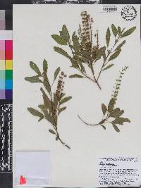 Ocimum tenuiflorum image