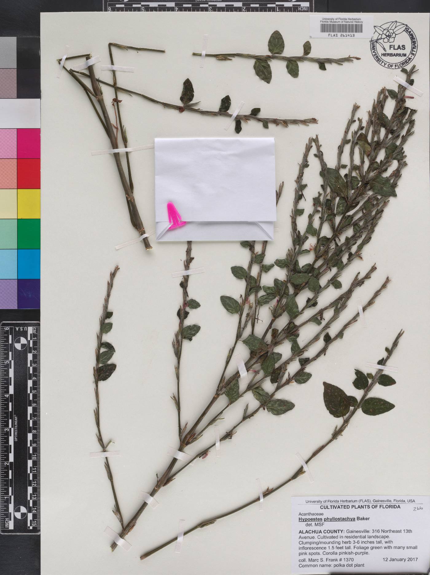 Hypoestes phyllostachya image