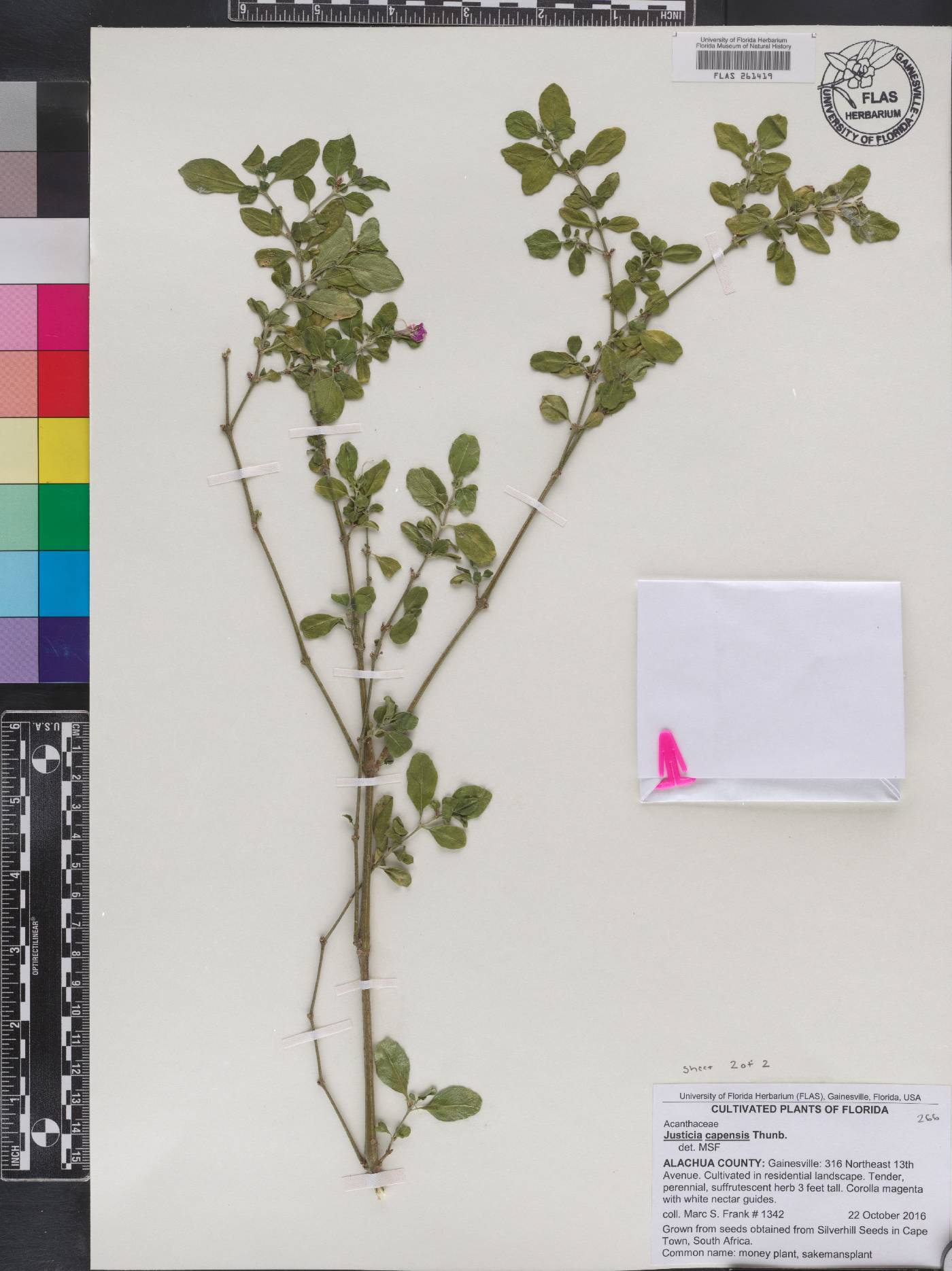 Justicia capensis image