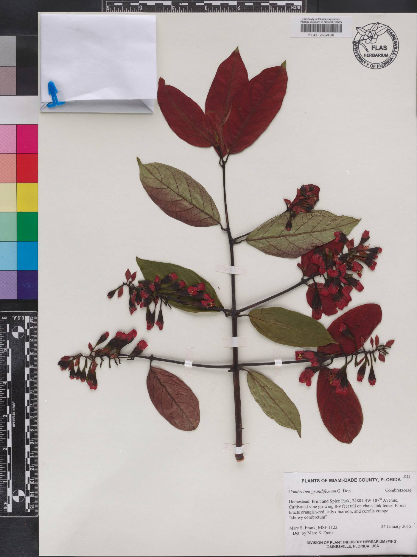 Combretum grandiflorum image