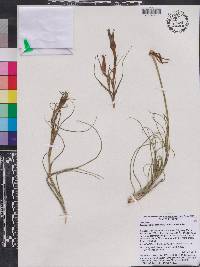 Tragopogon castellanus image