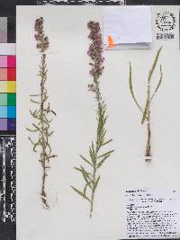 Liatris gracilis image