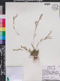Dichanthelium ensifolium var. ensifolium image
