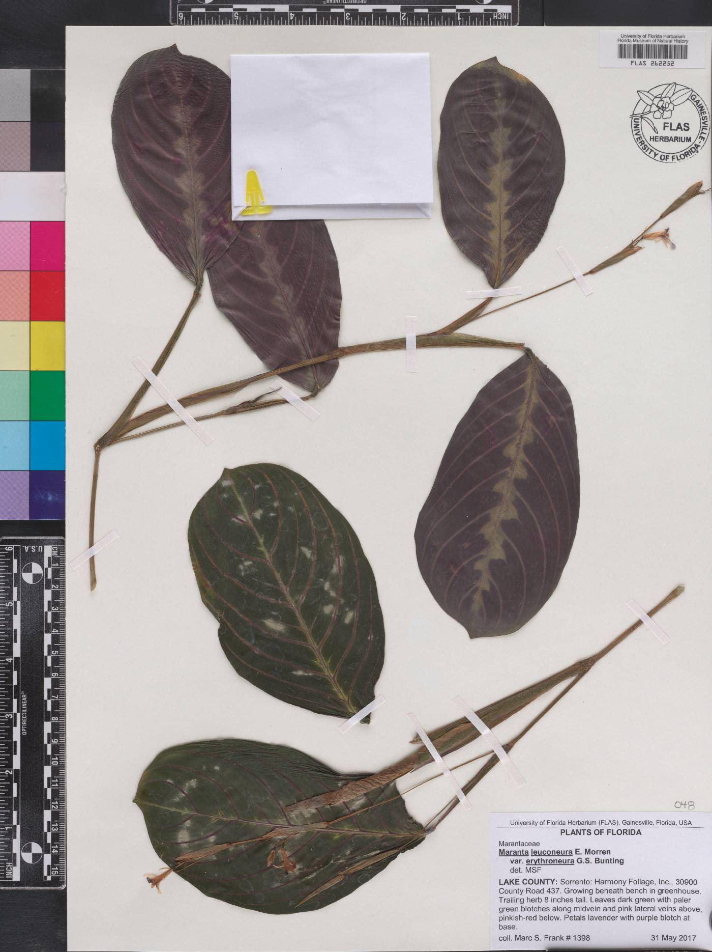 Maranta leuconeura image