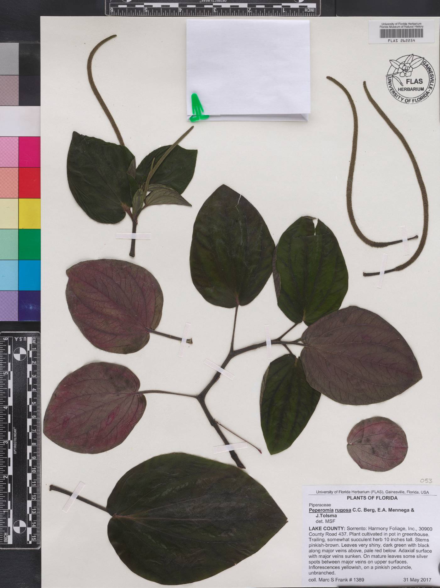 Peperomia rugosa image