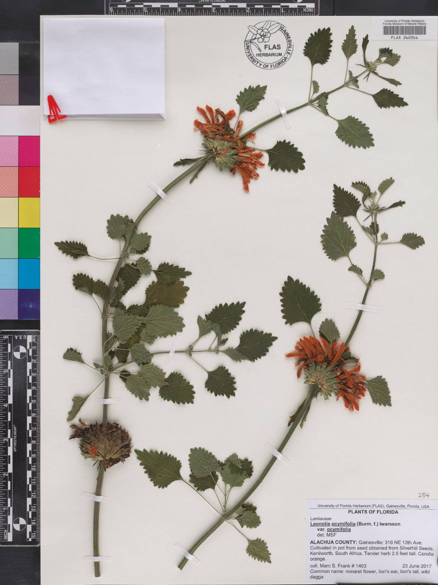 Leonotis ocymifolia var. ocymifolia image