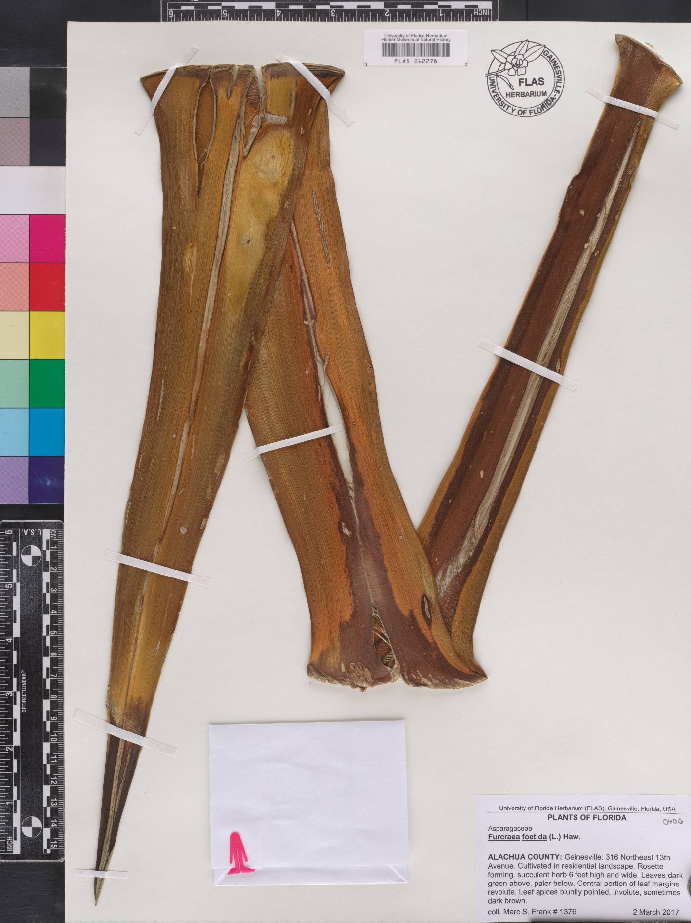 Furcraea foetida image