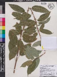 Image of Acer coriaceifolium