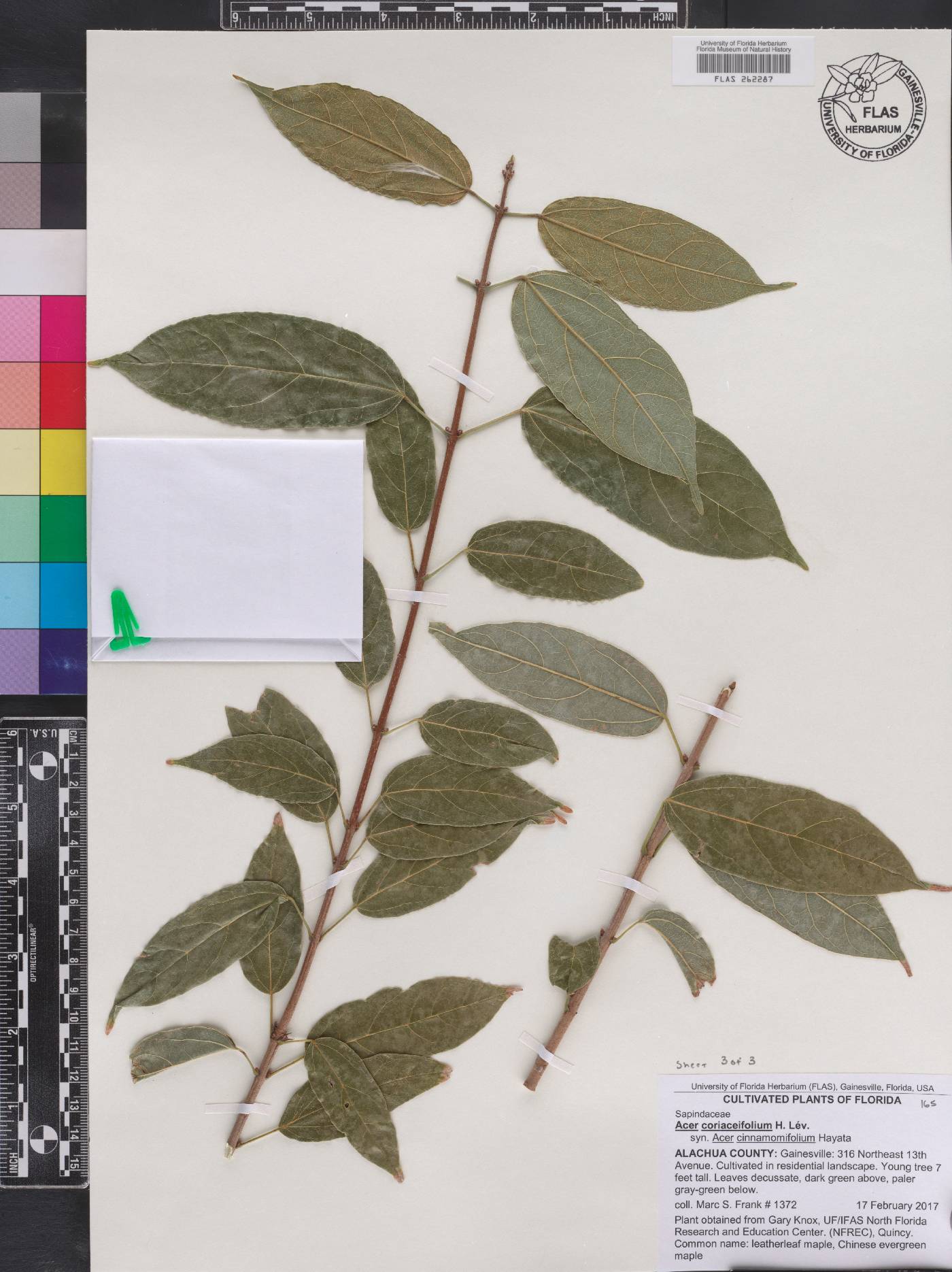 Acer coriaceifolium image