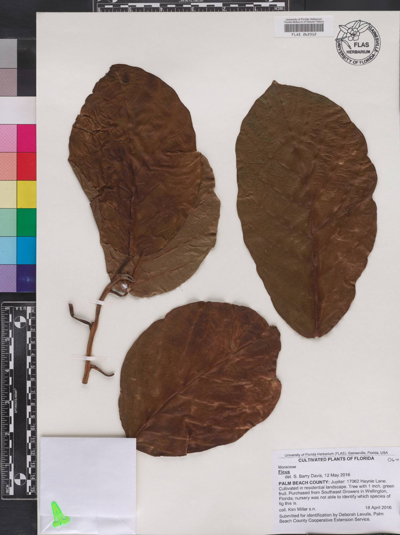 Ficus drupacea image