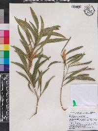 Acacia floribunda image
