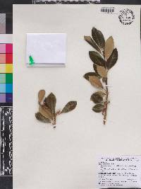 Ilex pseudoumbelliformis image