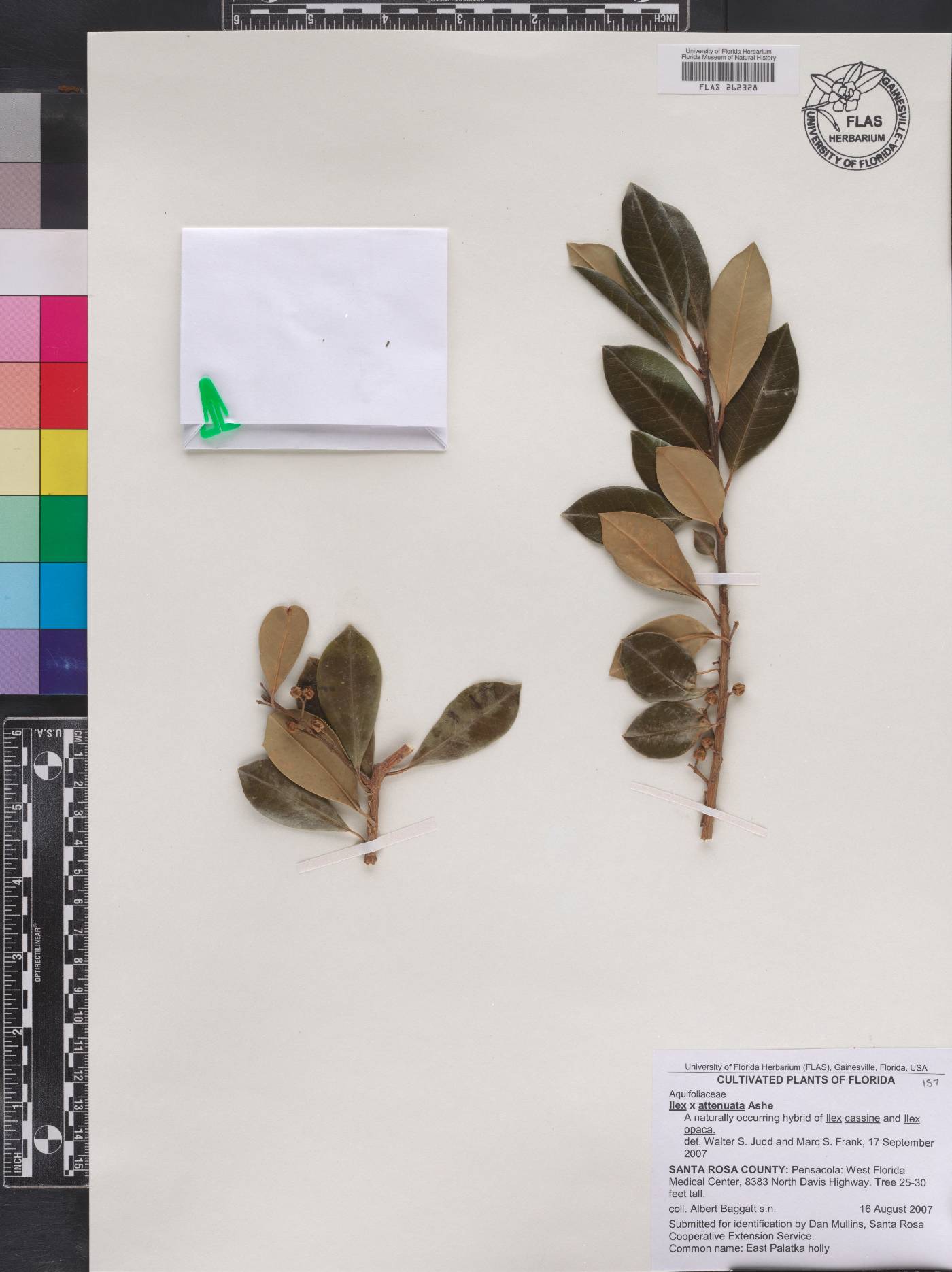 Ilex pseudoumbelliformis image